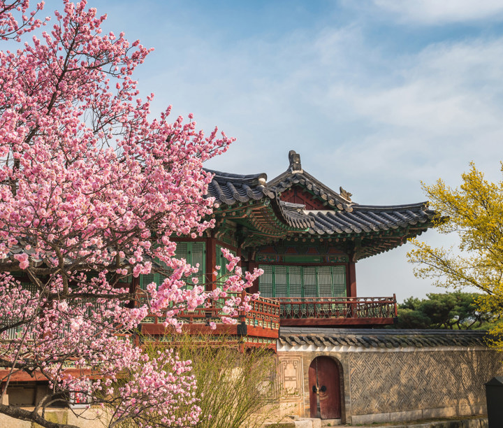Springtime Symphony of Japan & South Korea: Palaces, Flavours & Traditions