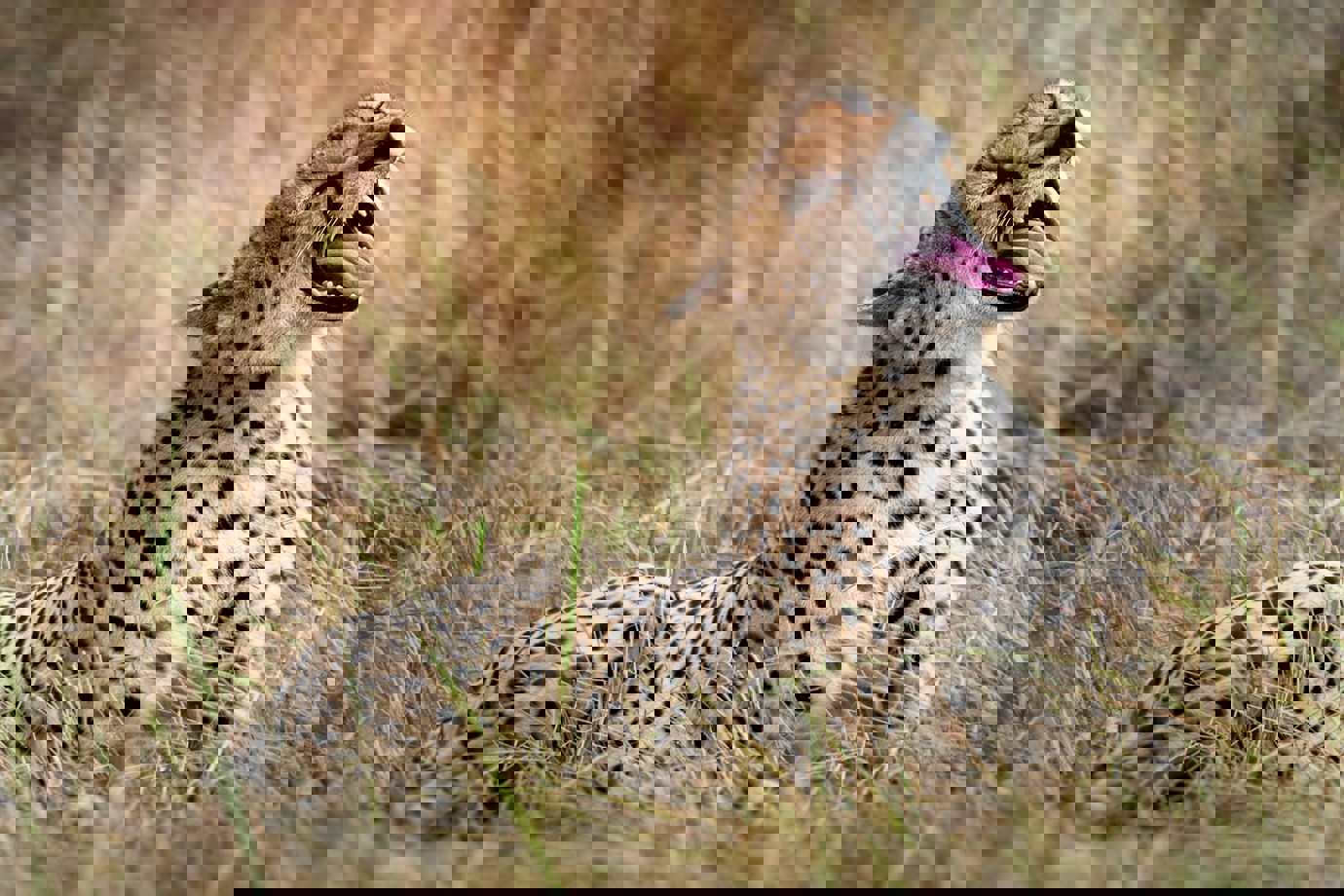 Serengeti National Park, Tanzania