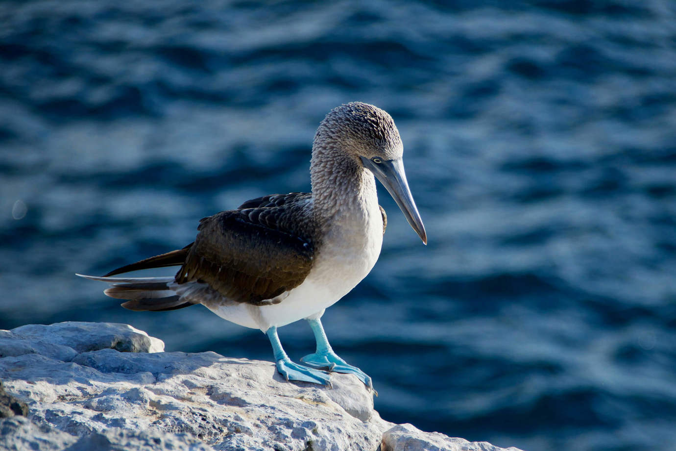 Blue Footed Boobies Bird