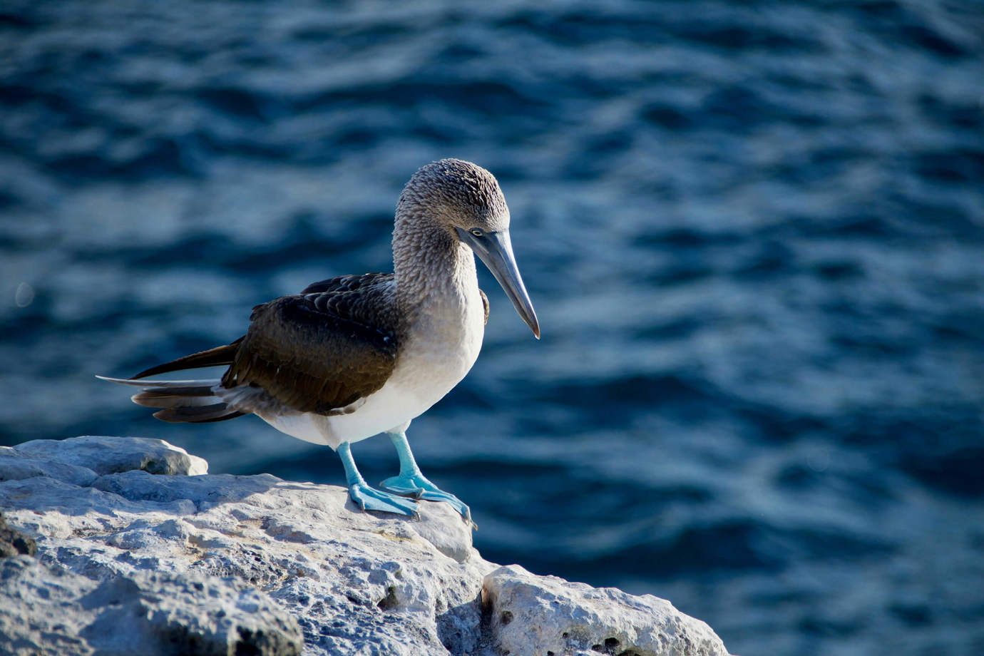 Blue-footed boobies