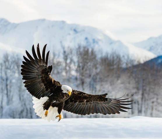 Alaska Eagle