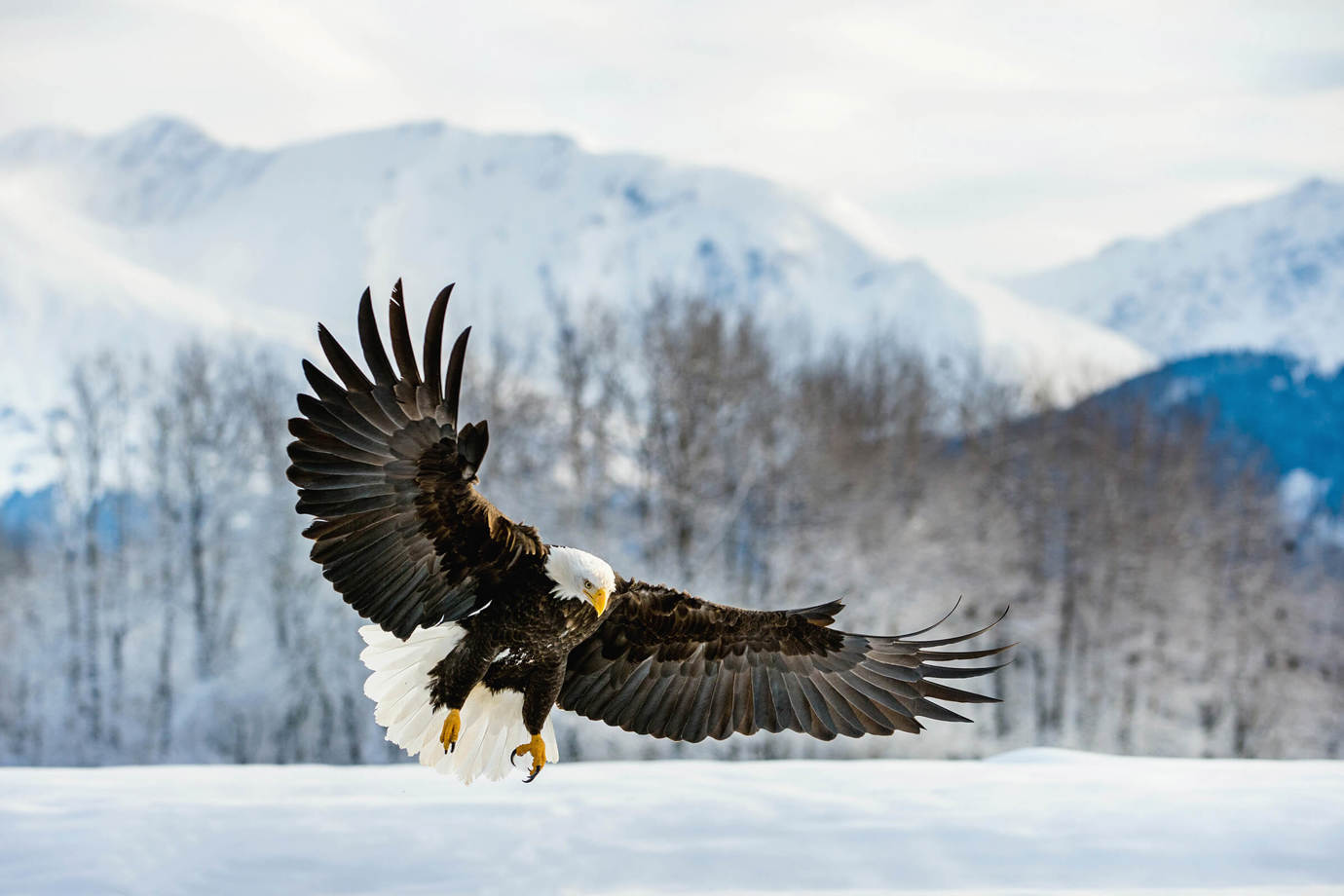 Alaska Eagle