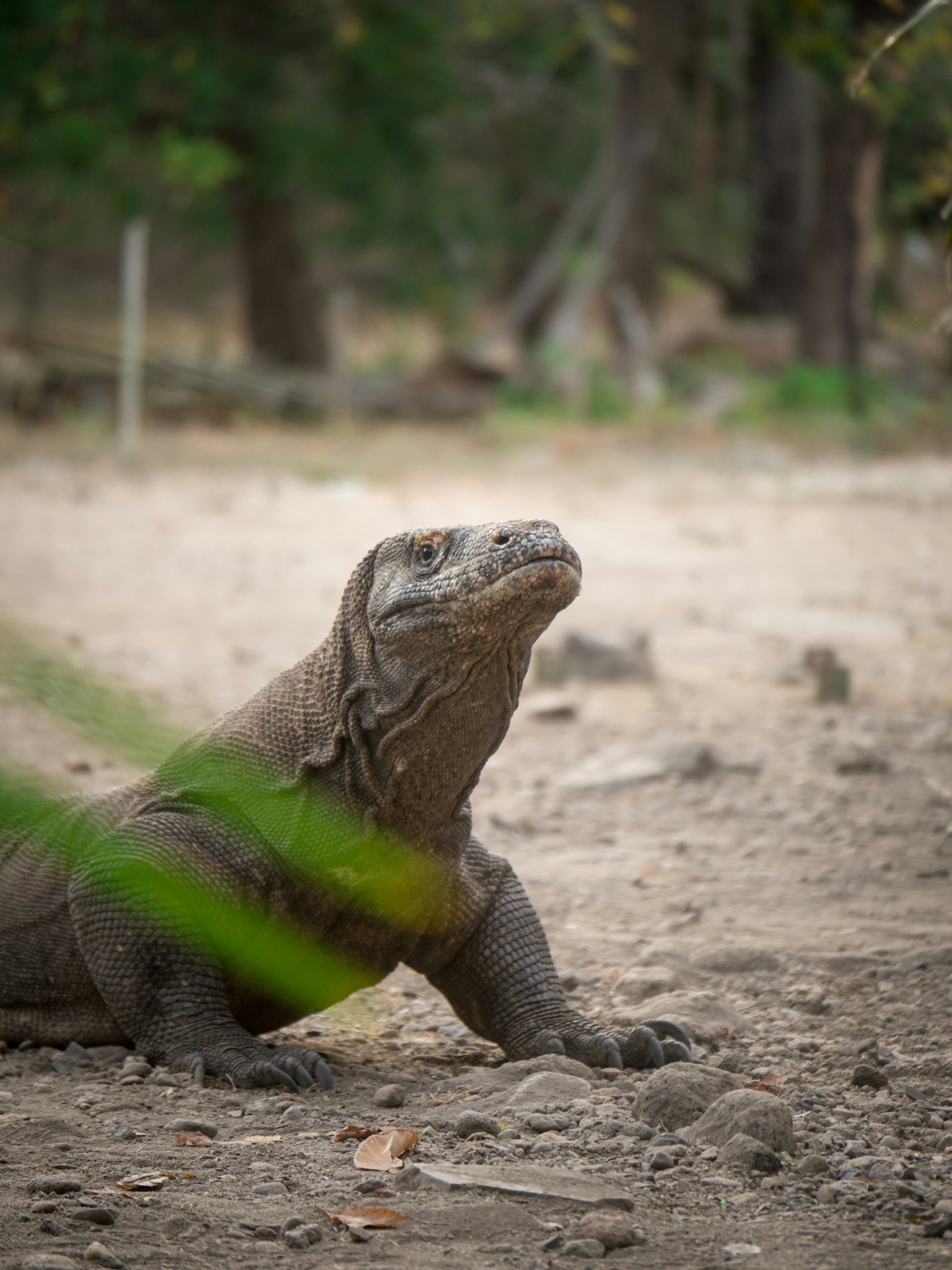 Komodo Dragon Indonesia