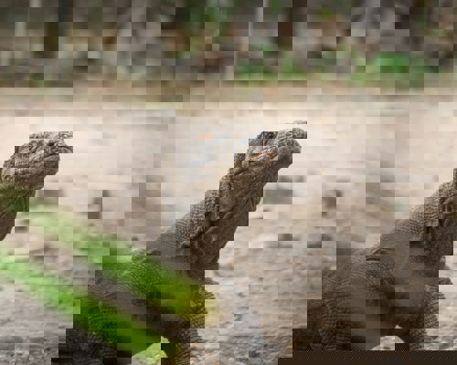 Komodo Dragon Indonesia