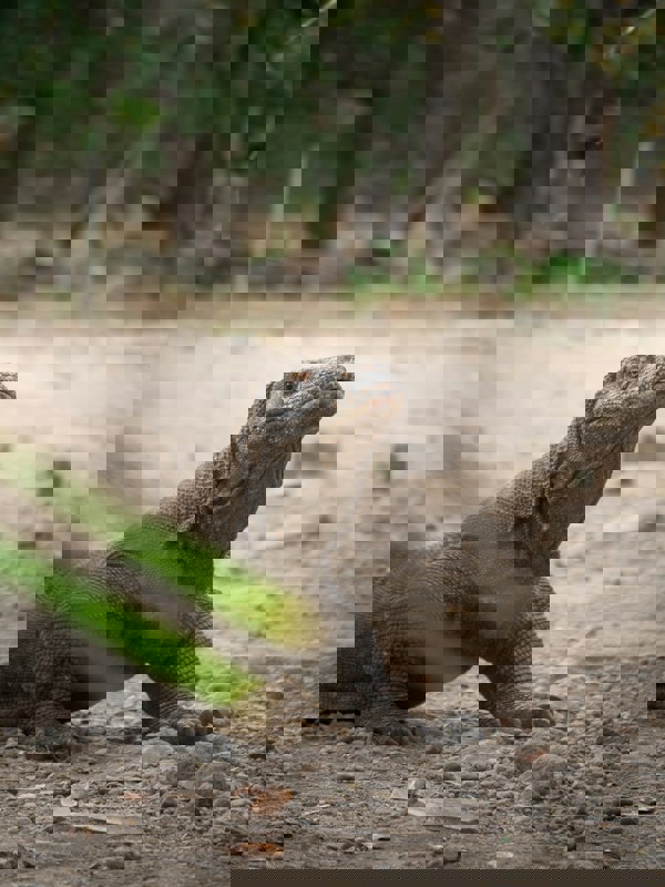 Komodo Dragon Indonesia