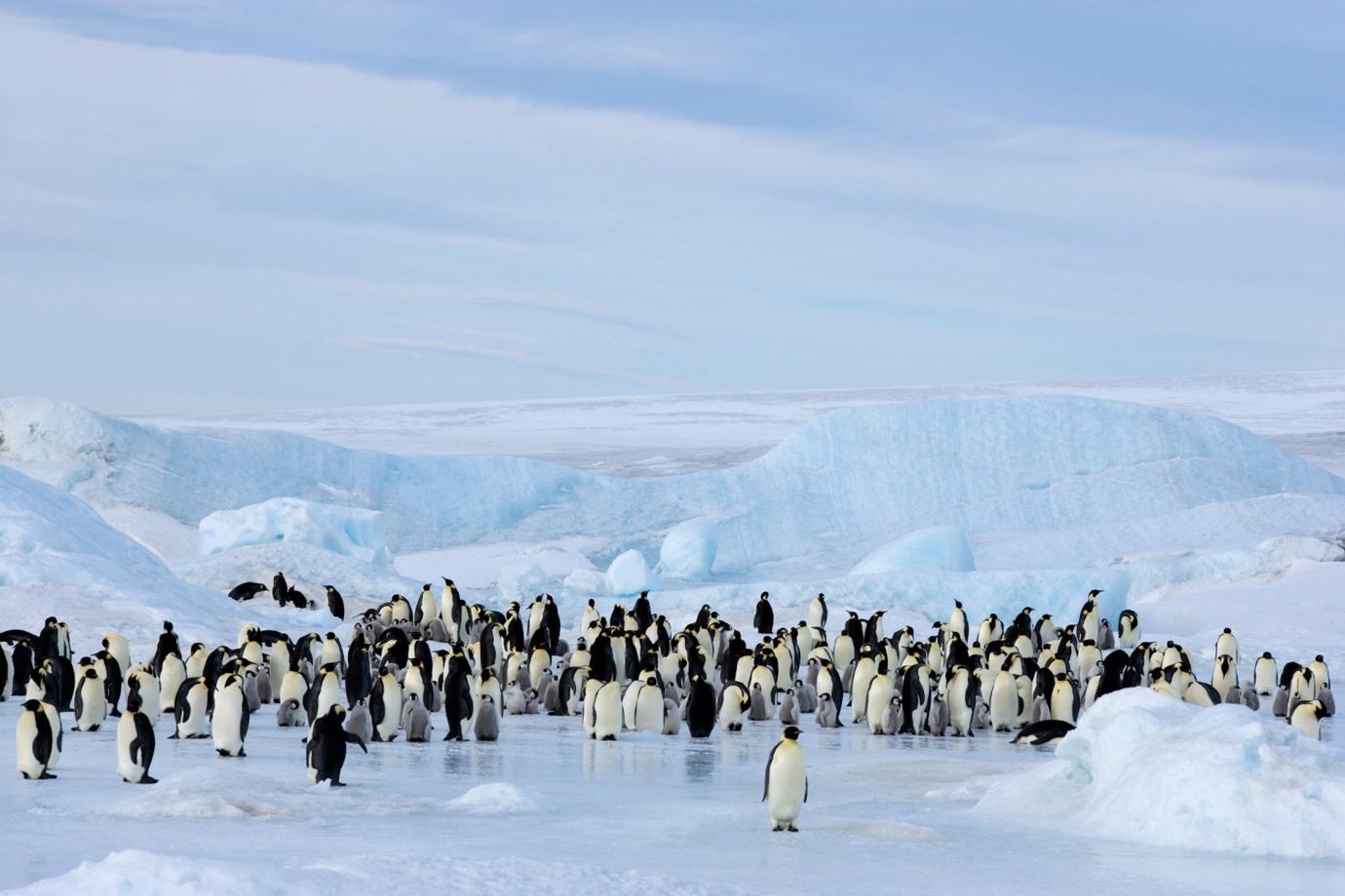 Penguins in Antarctica