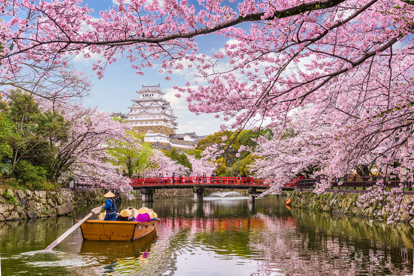 Cherry Blossoms in Himeji Castle