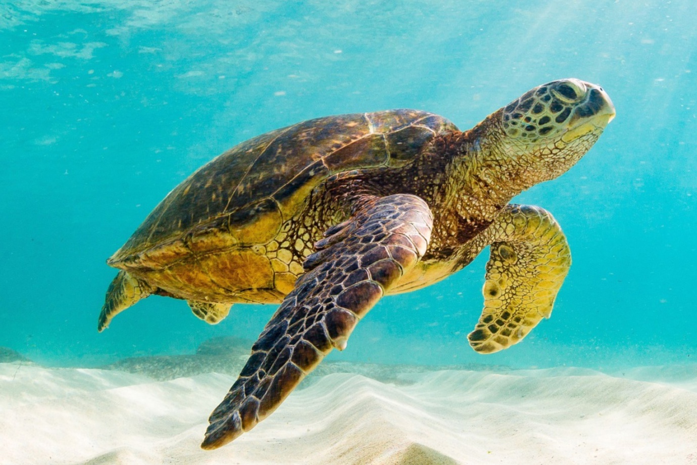 Sea Turtle in San Cristóbal