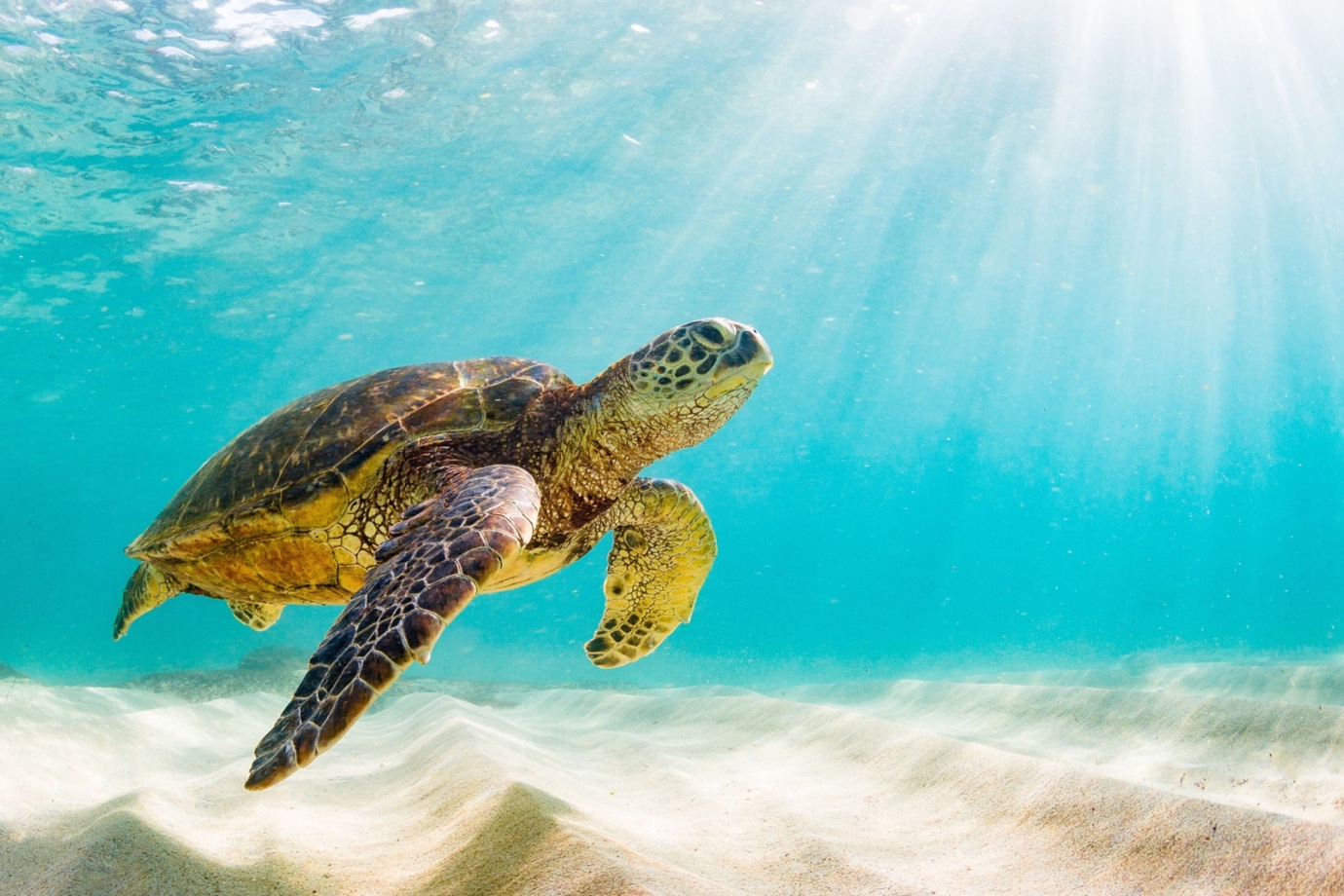 Sea Turtles in Galápagos 