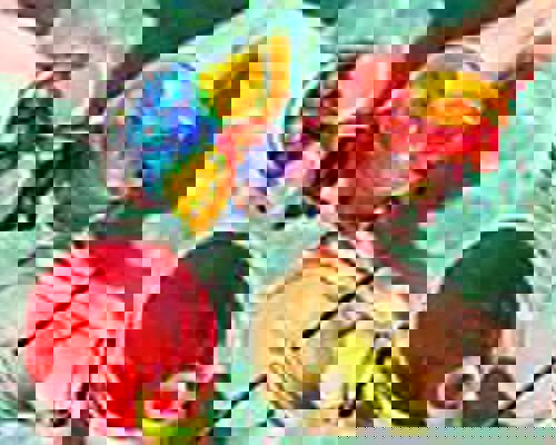 RCI Wonder of the Seas Pool Bar.jpeg