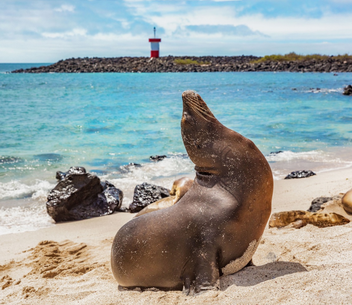 Sea Lion