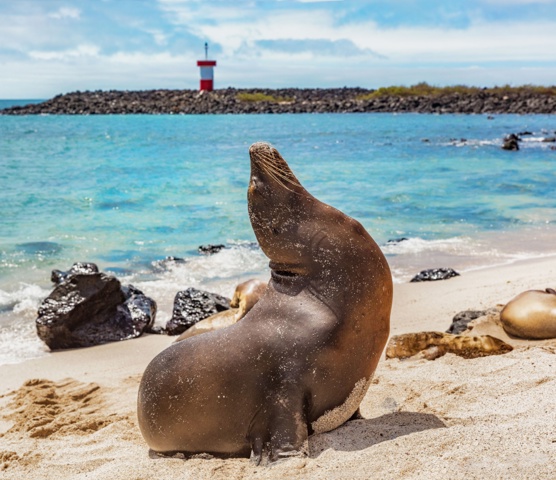 Galápagos seal