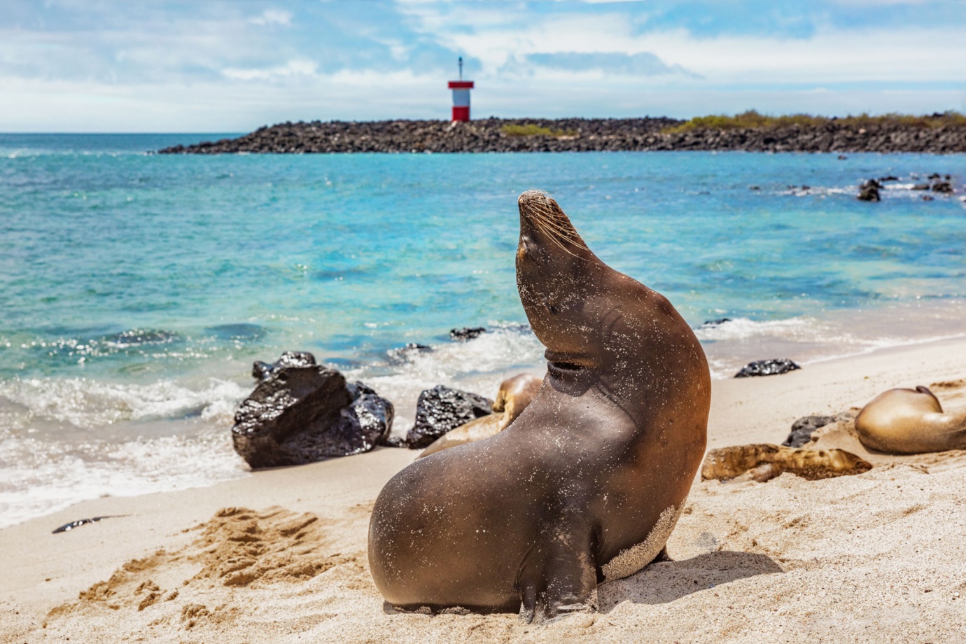Sea Lion in San San Cristóbal