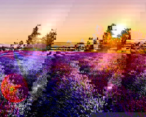 Provence Lavander Fields