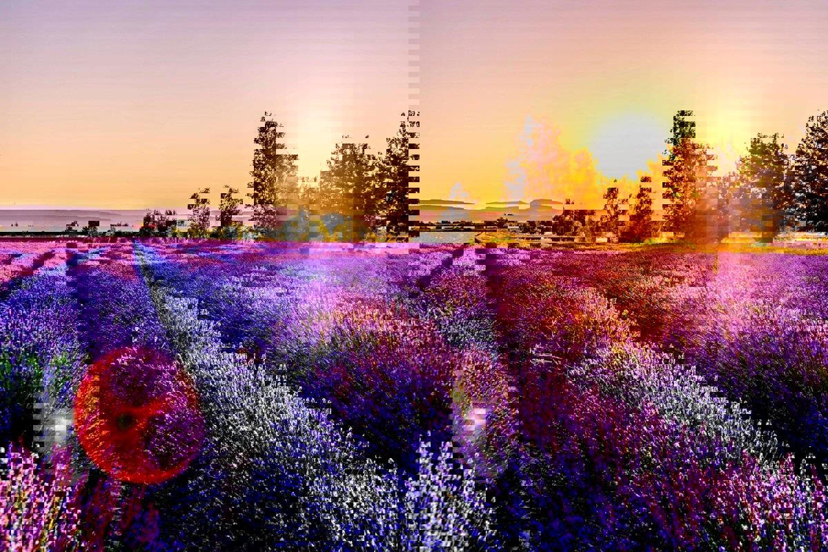 Provence Lavander Fields