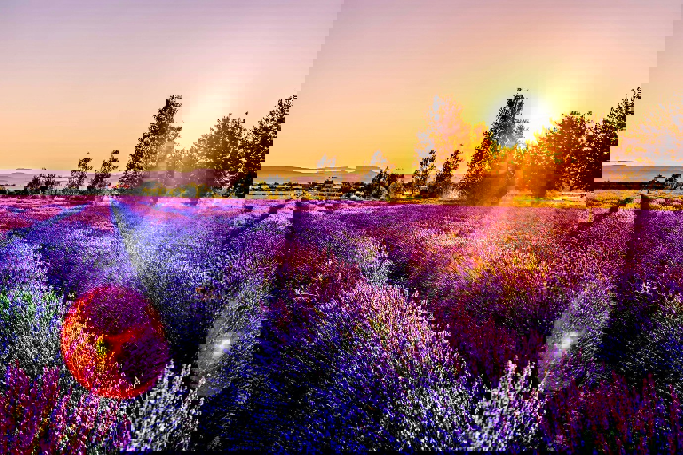 Lavender fields, Florence