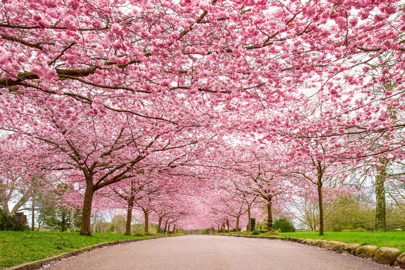  Bispebjerg Cemetery's cherry blossoms