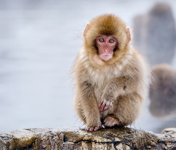 Journey Through Japan with Snow Monkeys, Bullet Train & Tea Ceremony