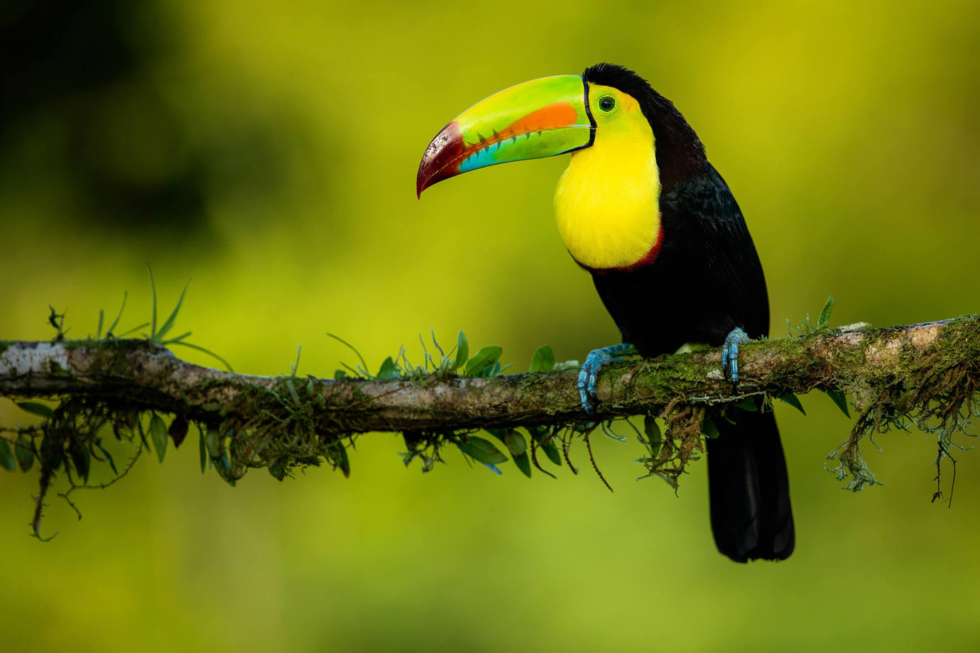 Toucan, Costa Rica