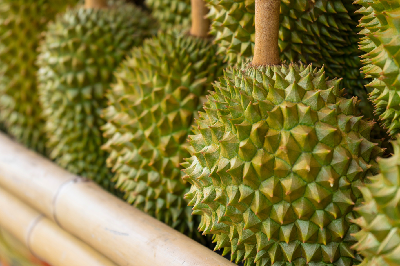 Geylang Durian Stall