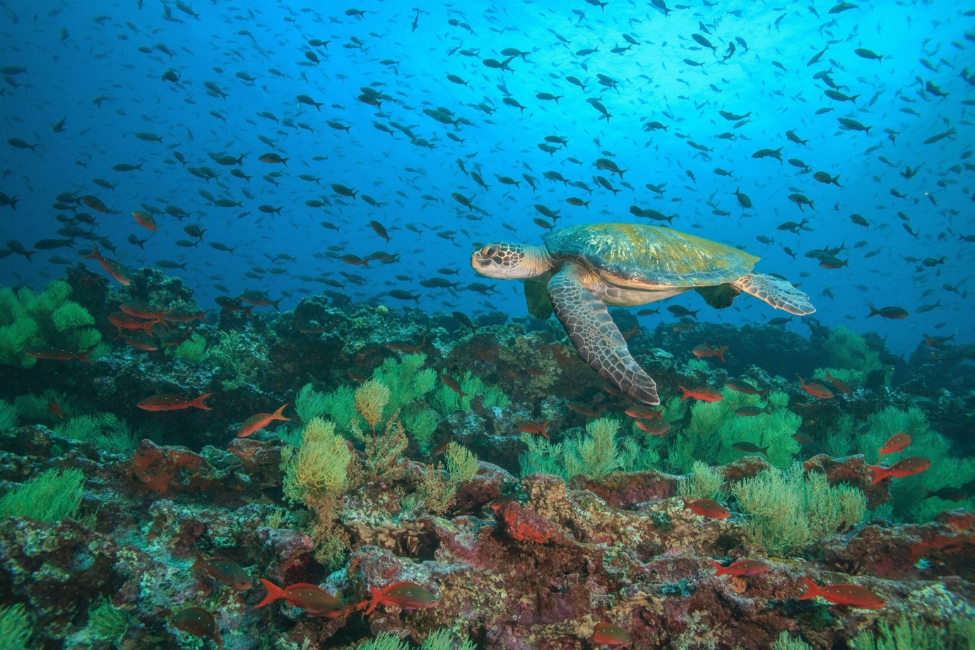 Sea Turtles in Floreana Island