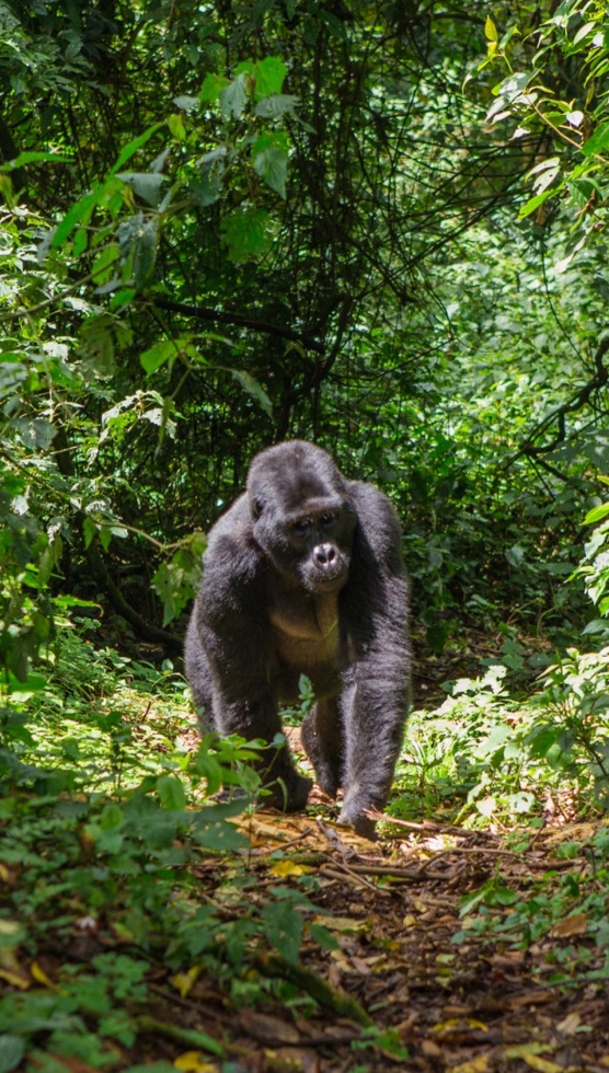 Uganda Gorilla