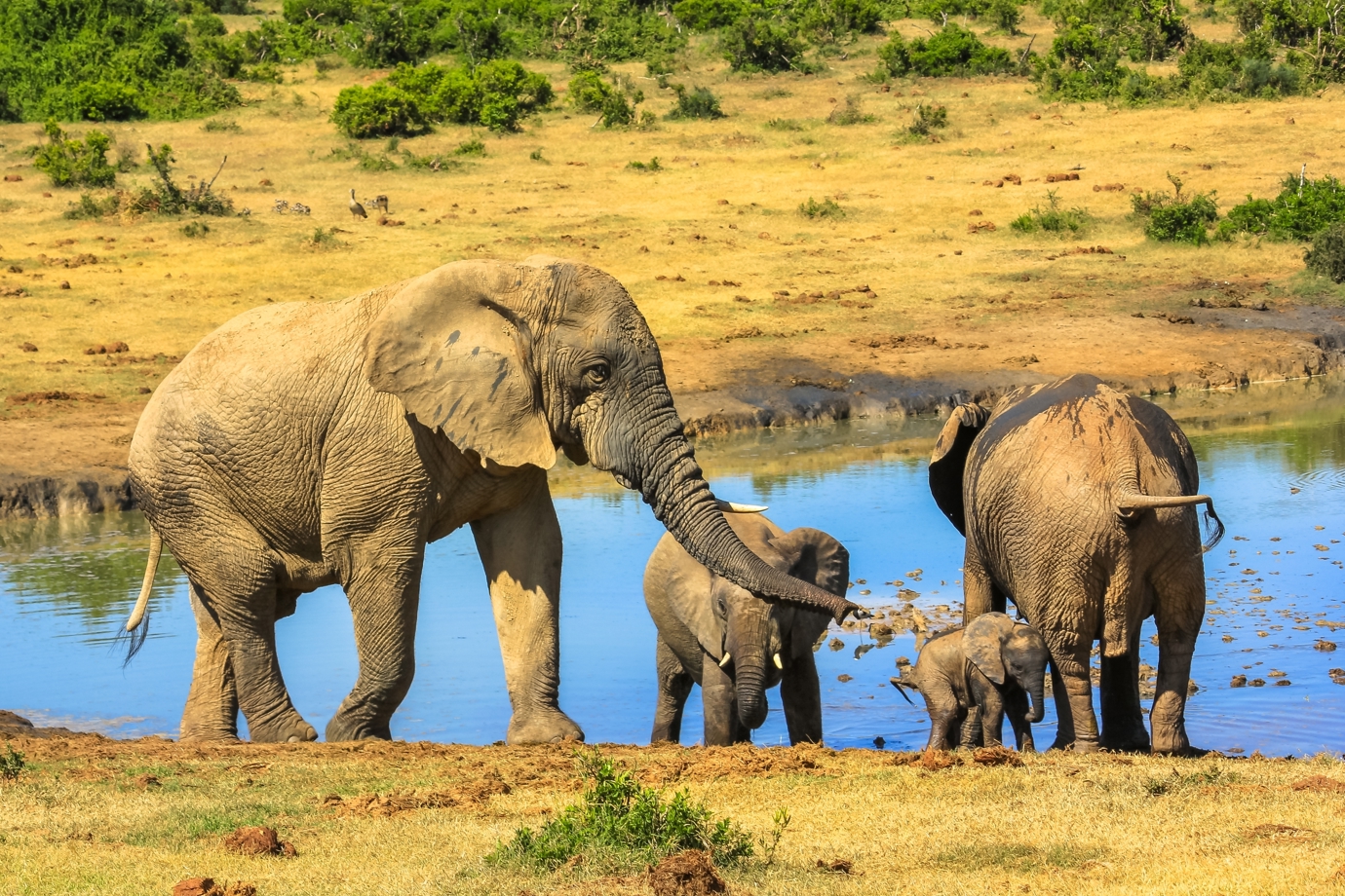 Addo Elephant National Park, Port Elizabeth