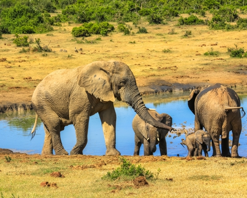 Port Elizabeth, South Africa (Overnight Port Stay)