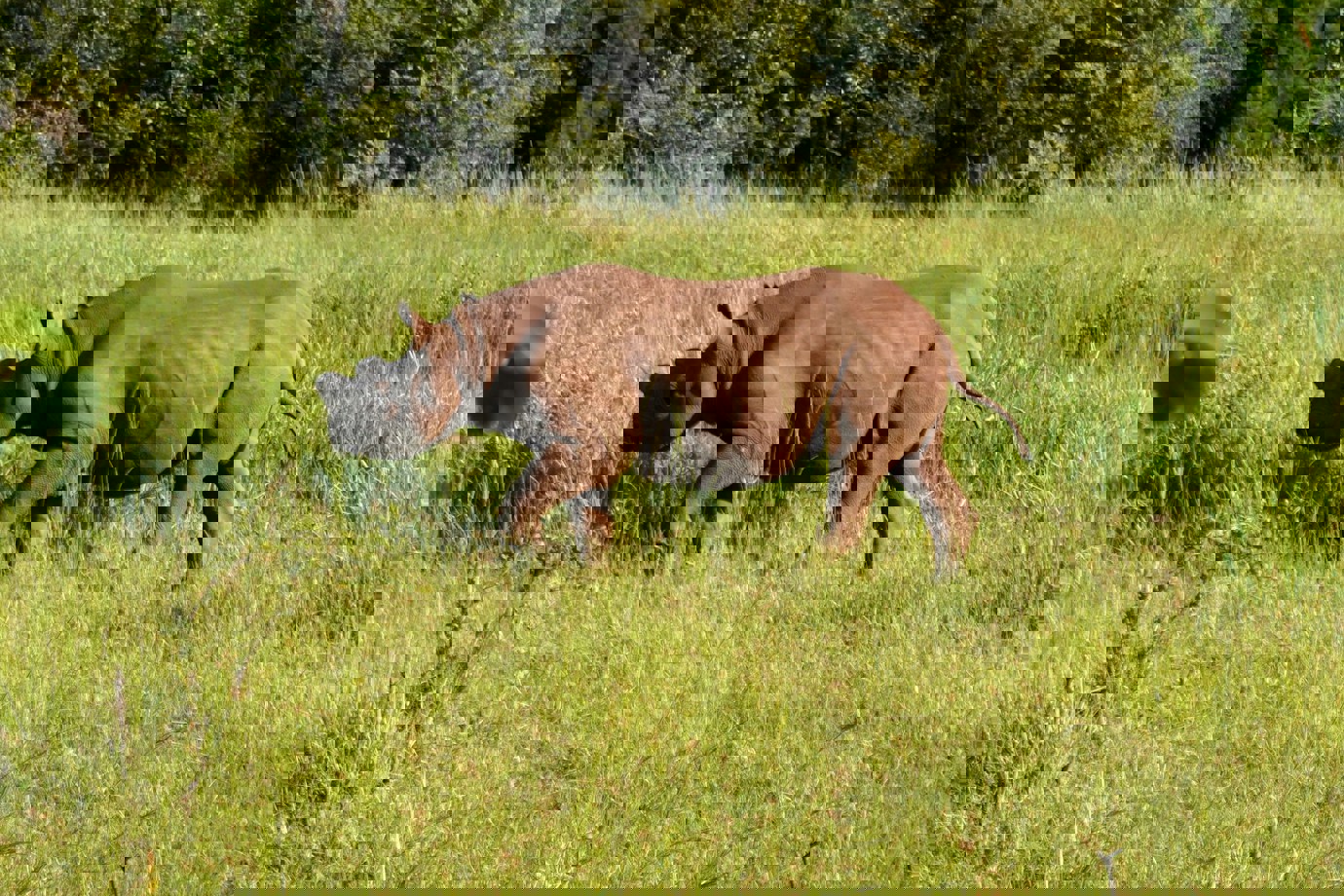 Mosi-oa-Tunya National Park, Zambia