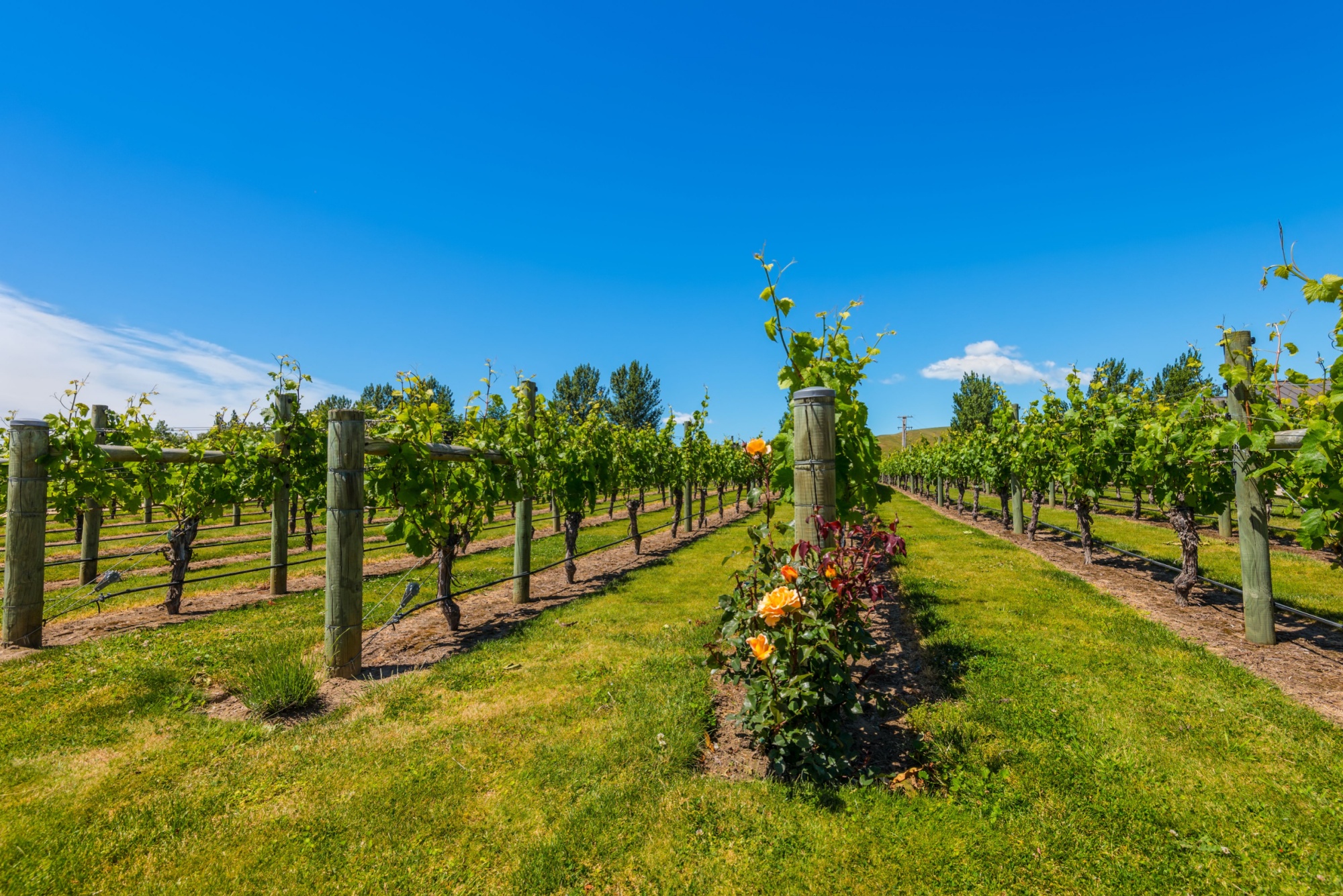 Shutterstock 410779474 Napier New Zealand