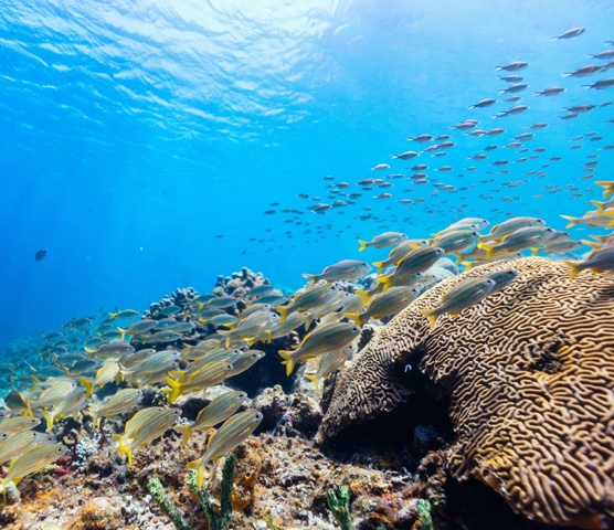 Coral reef and tropical fish underwater in St Lucia 