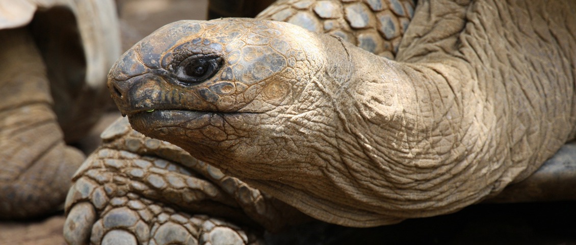 Galápagos Giant Tortoise