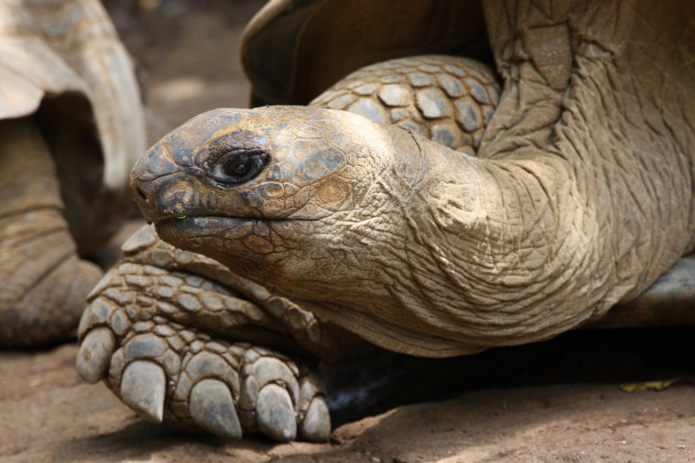 Giant tortoise