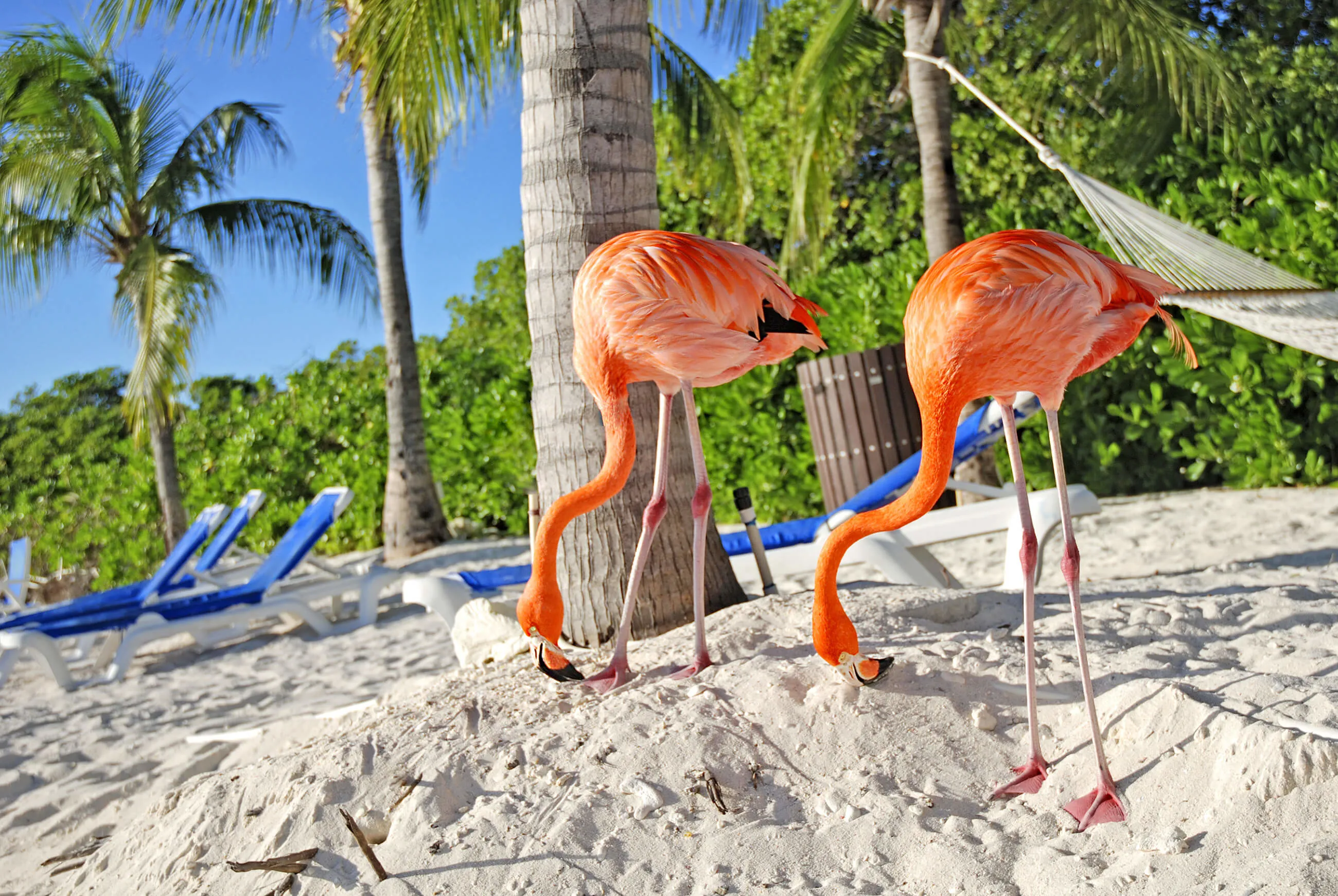 Shutterstock 650750668 Aruba