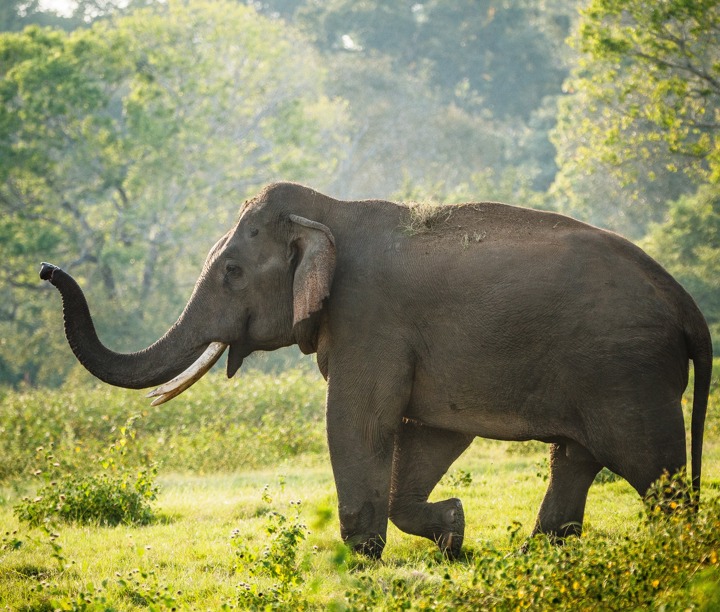 5* Secrets of Asia & Bali Serenity: Indonesia, Singapore & Sri Lanka