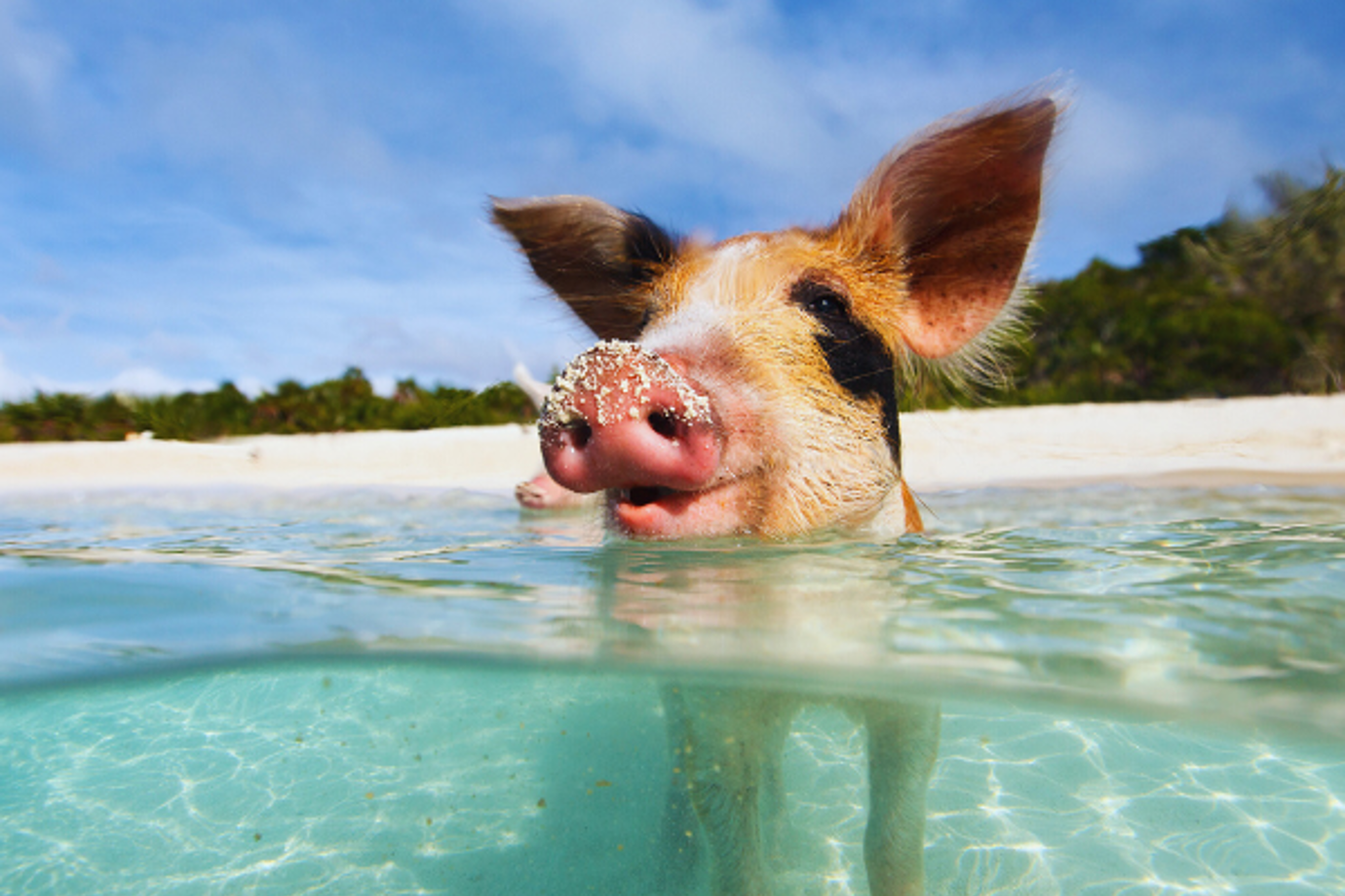 Swimming Pigs excursion