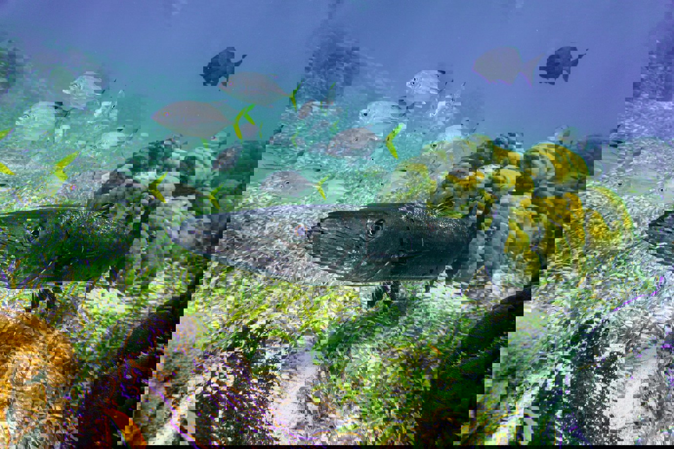 Caye Caulker, Belize Barrier Reef