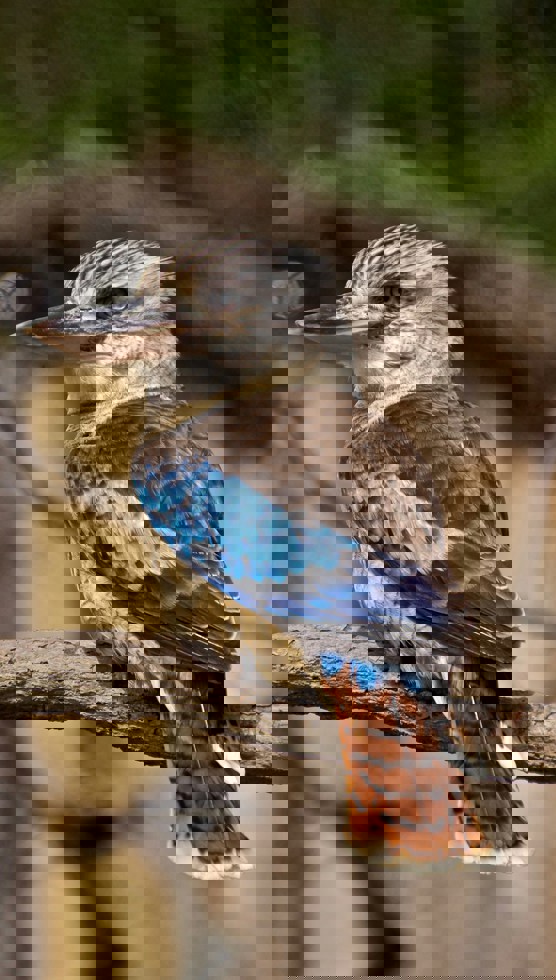 Blue-winged Kookaburra