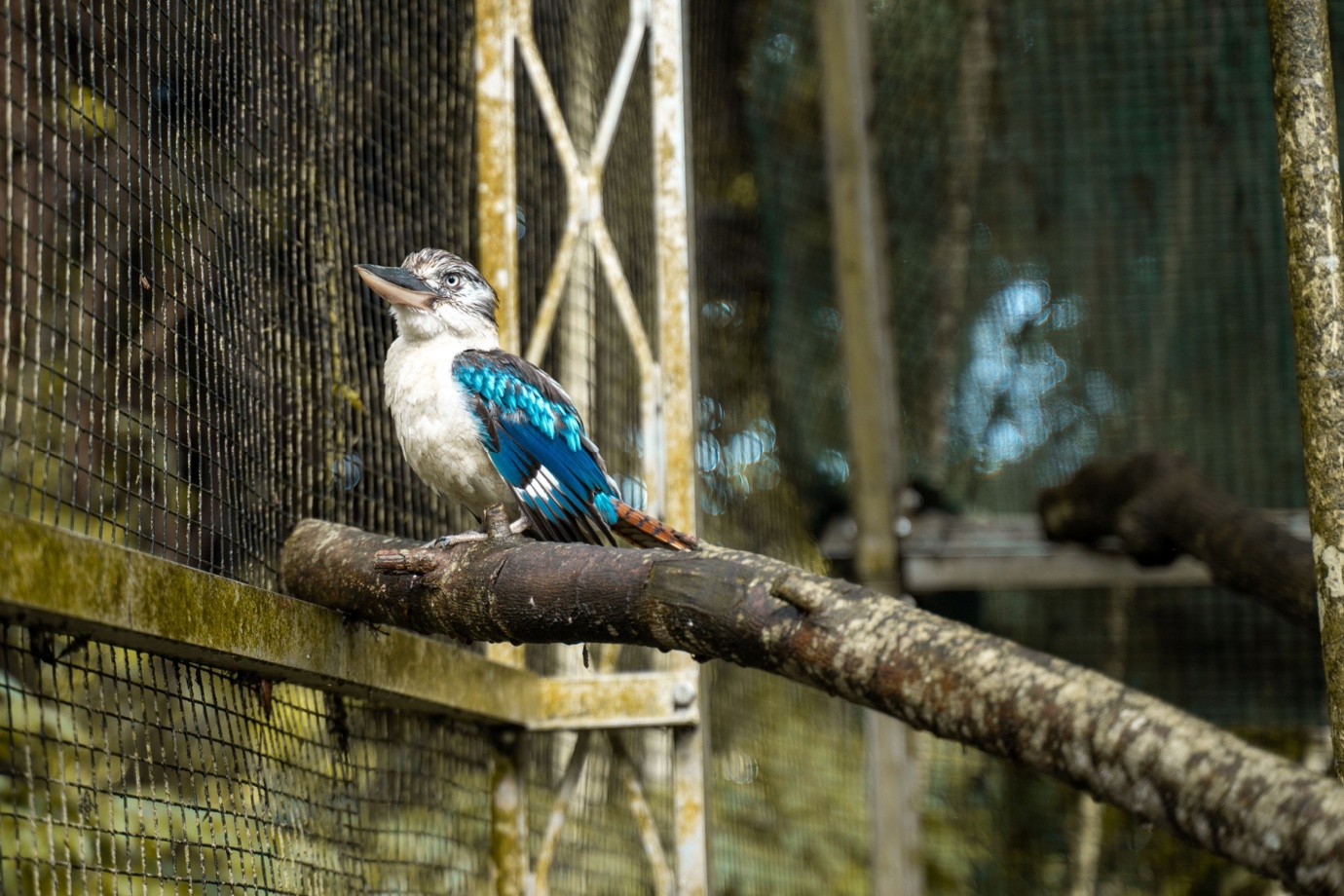 Blue-winged kookaburra 