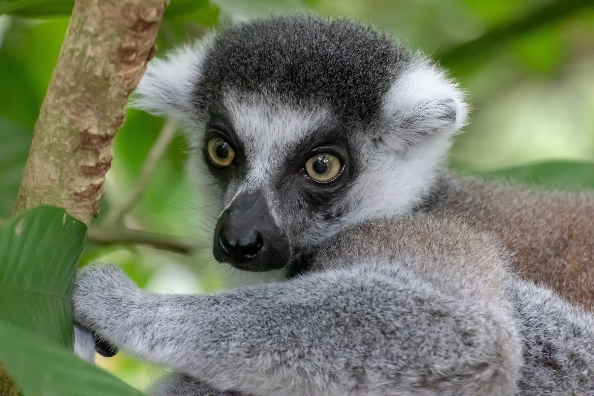 Lemur Madagascar