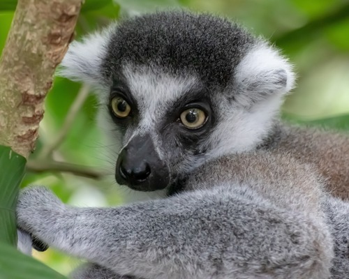 Lemur Madagascar