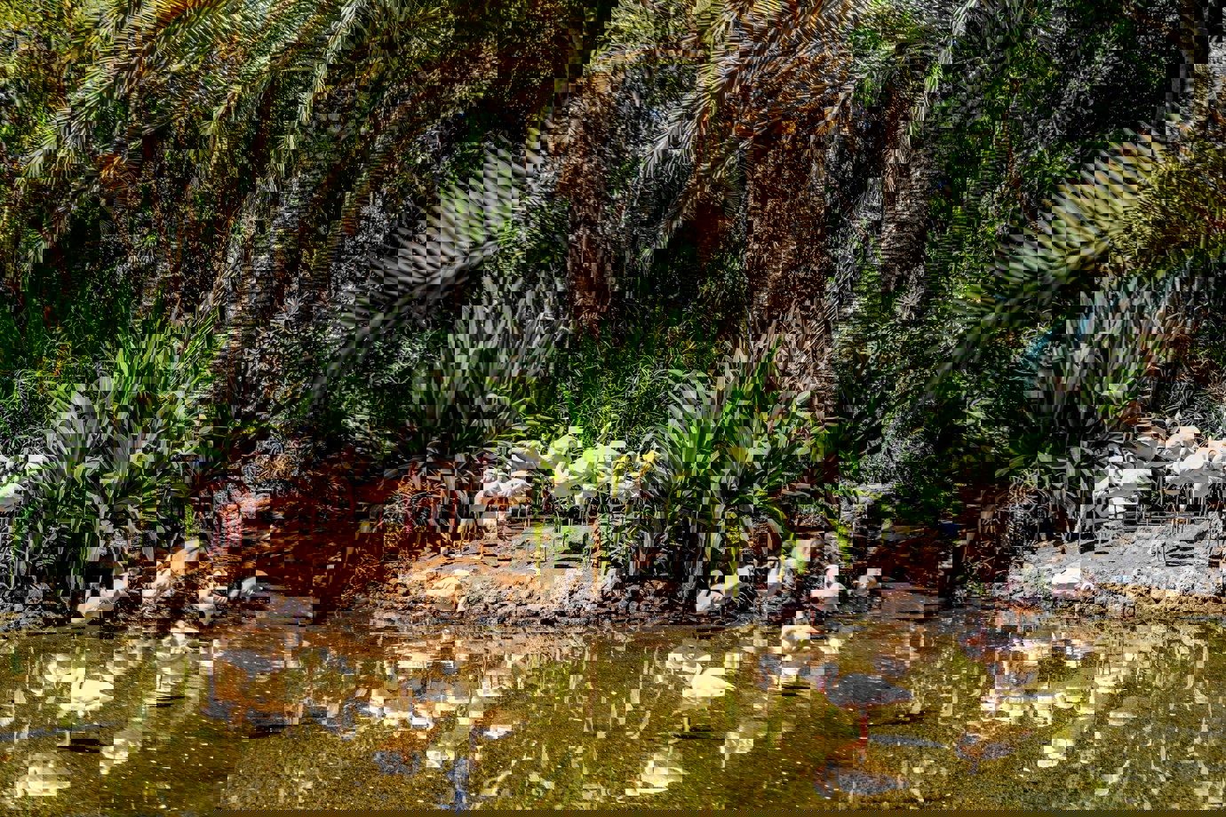 Oasis Wildlife Fuerteventura 