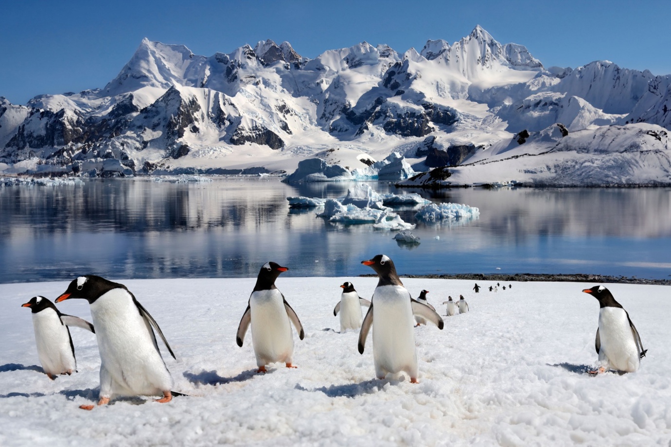 Penguins in Antarctica