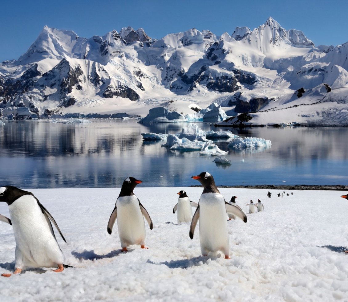 Penguins in the Antarctic ice 