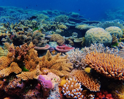 Ribbon Reef, Great Barrier Reef, Australia