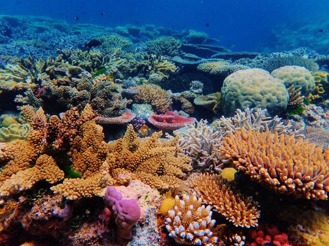 Shutterstock 2103587492 Ribbon Reef Great Barrier Reef